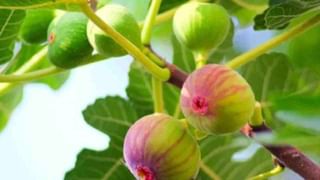 कपिल शर्मा ते राम कपूर.. या सेलिब्रिटींच्या जबरदस्त ट्रान्सफॉर्मेशनने सर्वांनाच केलं चकीत!