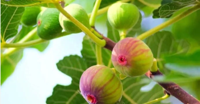 ज्या लोकांना हाय कोलेस्टेरॉल आहे त्यांनी अंजिराचे पाणी पिल्यास फायदा होऊ शकतो. अंजीरमध्ये पोटॅशियम आणि अँटी ऑक्सिडंट असतात. त्यामुळे उच्च रक्तदाब आणि हाय कोलोस्टेरॉल असणाऱ्यांना त्याचा फायदा होऊ शकतो. सकाळी रिकाम्या पोटी अंजिराचे पाणी पिल्यास कोलेस्टेरॉलवर नियंत्रण मिळवता येऊ शकते. 