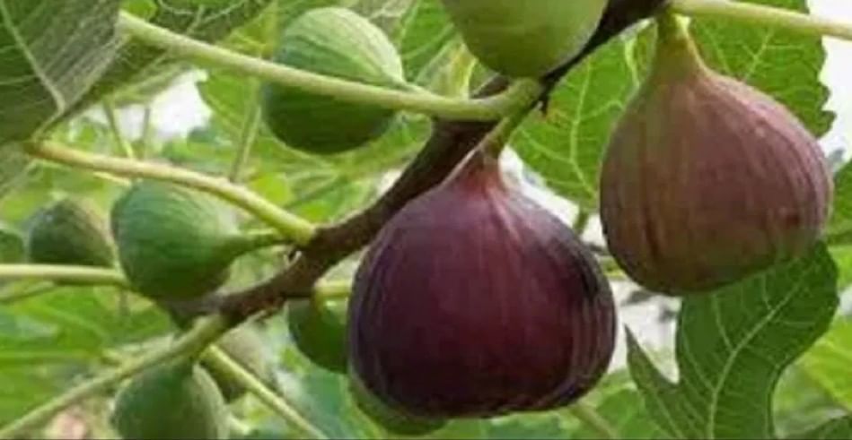 (टीप- या लेखातील सर्व माहिती ही प्राथमिक स्वरुपाची आहे. आम्ही यातील कोणत्याही माहितीचा दावा करत नाही किंवा समर्थनही देत नाही. सविस्तर माहितीसाठी किंवा कोणताही प्रयोग करण्याआधी त्या-त्या क्षेत्रातील तज्ज्ञांशी संपर्क साधावा) 