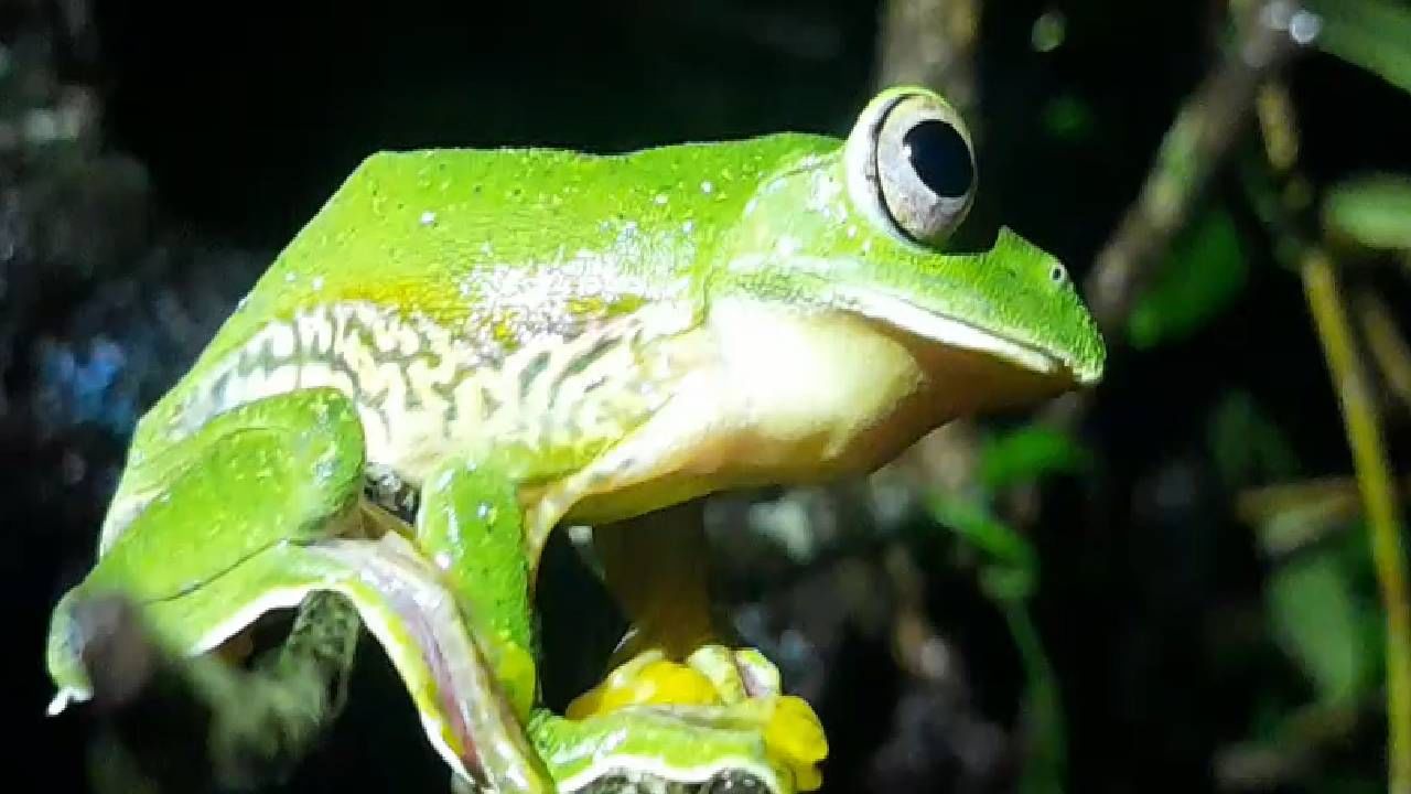 मान्सूनच्या आगमनानंतर जून महिन्याच्या पहिल्या पावसात हे बेडूक जागे होतात आणि त्याचे जीवनचक्र सुरू होते. या बेडकाचे दुर्मीळ जीवनचक्र आंबोलीत रात्रीच्यावेळी सहज पाहू शकता. 