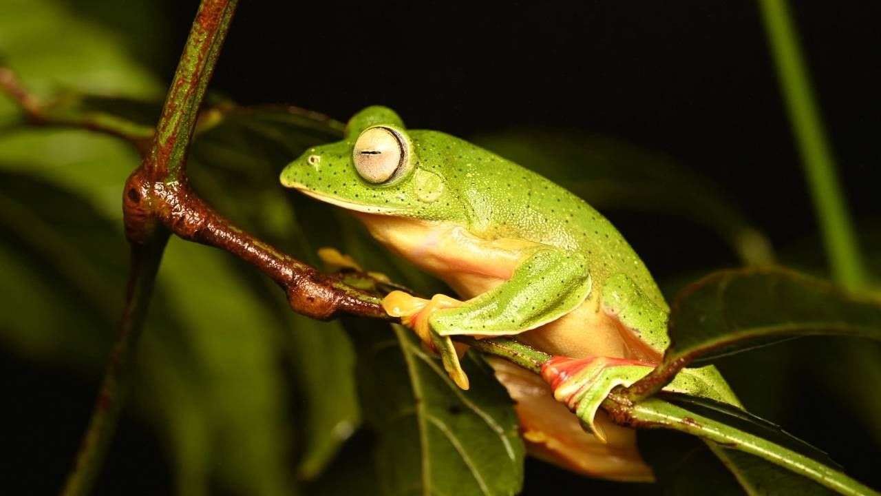 तरंगण्यासाठी त्याच्या पायांची बोटे एकमेकांना त्वचेच्या पातळ पडद्याने जोडली जातात. 