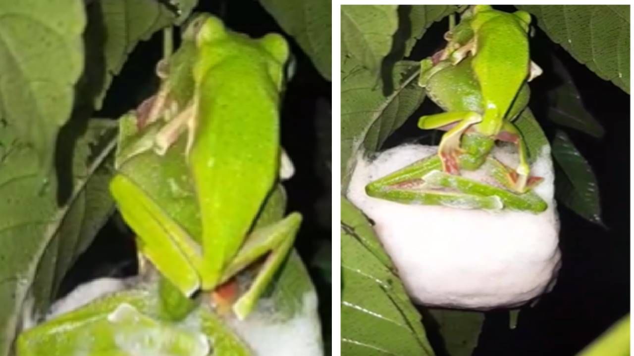 हा बेडूक महाराष्ट्रातील कोल्हापूर चांदोली व सिंधुदुर्गाच्या पश्चिमघाटील दोडामार्ग व आंबोली परीसरात आढळून येतो. इतर बेडकांप्रमाणेच हा वर्षातील साधारण आठ ते नऊ महीने निद्रावस्थेत असतो.