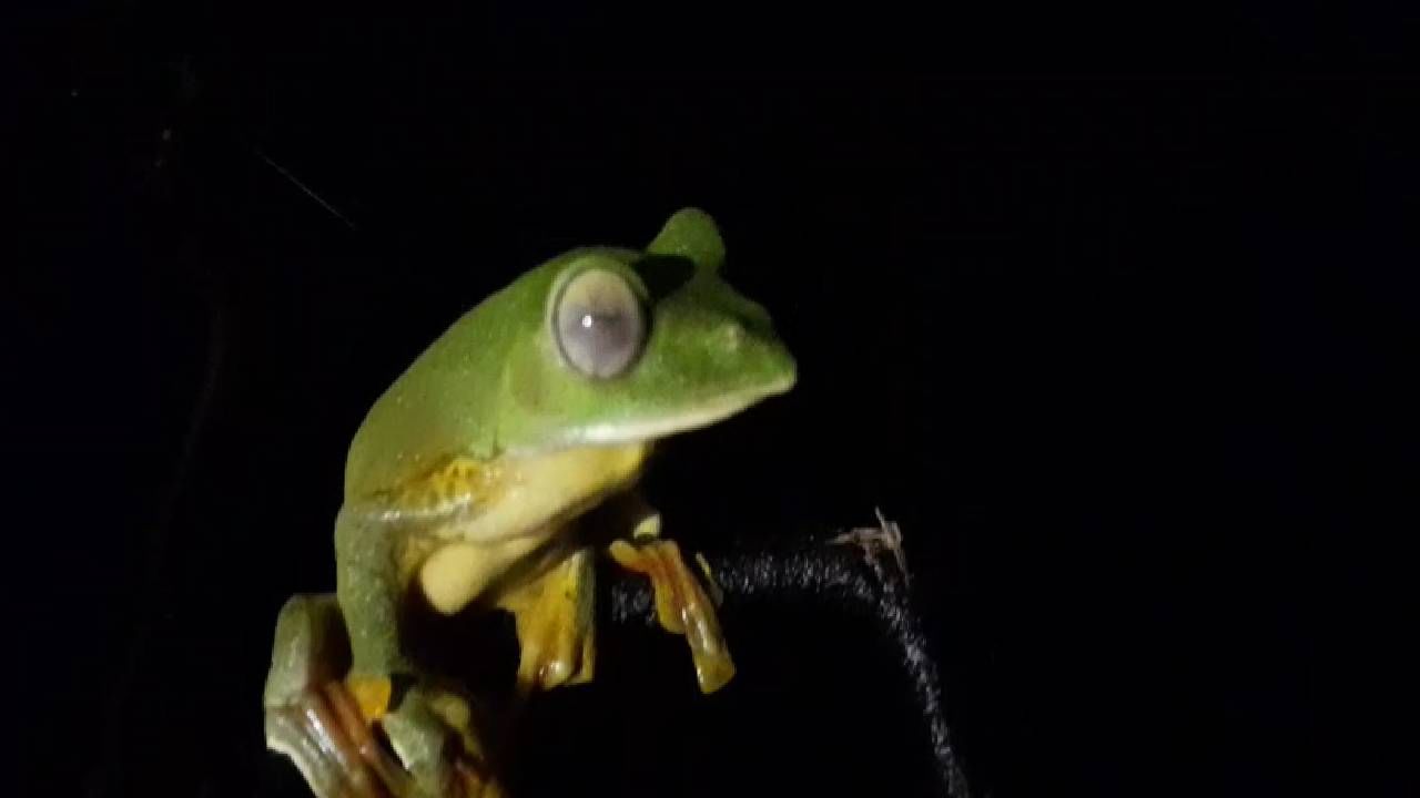 वन्यजीव अभ्यासक व पर्यटकांसाठी मलबार ग्लायडिंग फ्रॉग' (उडणारा बेडकू) हा आंबोलीत आढळून आल्यामुळे पर्वणीच ठरत आहे.