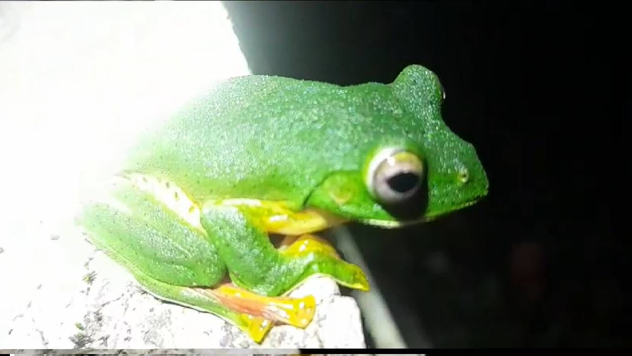 हवेत असताना शरीर एकदम सपाट आणि चपटे करून त्याचा उपयोग हवेवर असणारा पृष्ठभाग वाढविण्यासाठी करून हे बेडूक सहजगत्या एका झाडावरून दुसर्‍या झाडावर तरंगत जातात म्हणून या बेडकाला उडणारा बेडूक (Malabar Gliding Frog) म्हणून ओळखले जाते. 