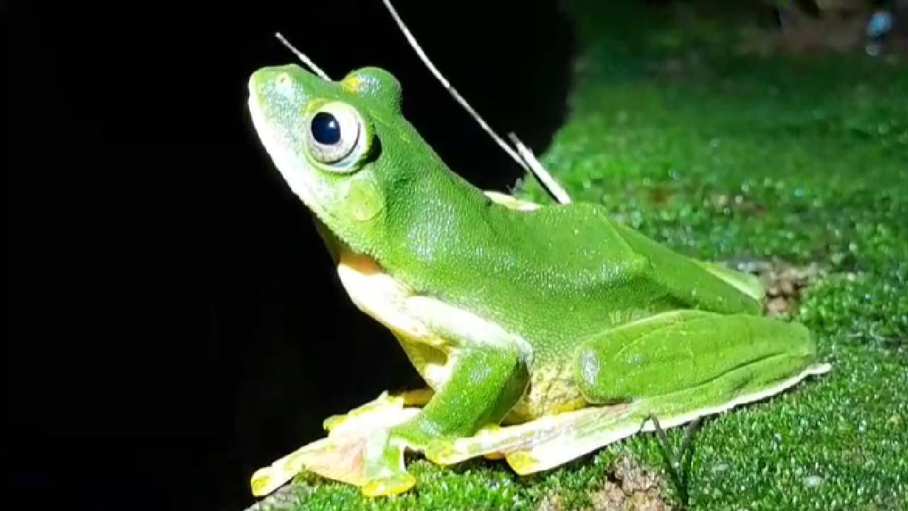 आंबोलीत हवेत तरंगणारा बेडूक (Malabar Gliding Frog) आढळून आला आहे. एका फांदीवरून दुसर्‍या फांदीवरून उडी मारताना तो हवेत काही अंतर अक्षरशः तरंगत जातो. 