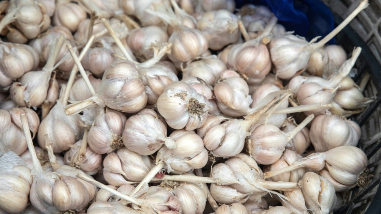 सालीसकट लसूण खाल्ल्याने त्याचे अतिरिक्त फायदे मिळतात. लसणाच्या सालीमध्ये अधिक अँटीऑक्सिडंट्स, फायबर्स आणि पॅलिटॅन्स असू शकतात, जे शरीरासाठी उपयुक्त आहेत. लसूण हृदयासाठी चांगला मानला जातो. तो सालीसकट खाल्ल्यास रक्तदाब नियंत्रित होतो, कोलेस्ट्रॉल कमी होते आणि हृदयविकाराचा धोका कमी होतो, असे मानले जाते.