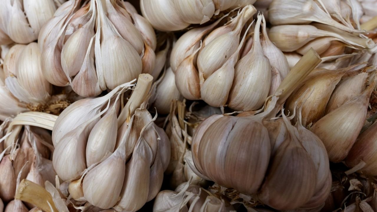 लसणामध्ये असलेले अँटीऑक्सिडंट्स आणि अँटीबायोटिक गुणधर्म शरीराची रोगप्रतिकारशक्ती बळकट करतात. सालीसकट लसूण खाल्ल्याने या गुणांचे प्रमाण अधिक वाढते. तसेच लसणाची साल फायबरयुक्त असल्याने ती पचनक्रिया सुधारण्यास आणि आतड्यांच्या समस्या कमी करण्यास मदत करू शकते.