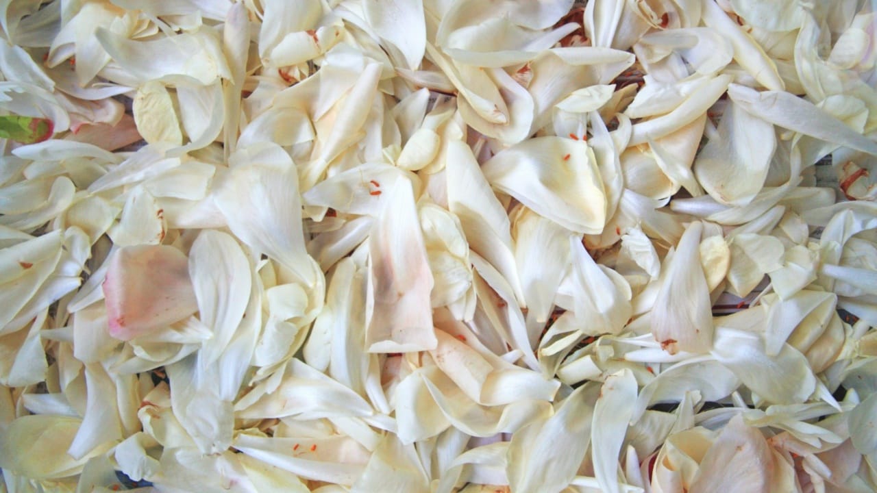 साधारणपणे आपण लसूण सोलूनच वापरतो. पण, लसणाच्या सालीमध्ये फायबर असते, जे पचायला थोडे कठीण असले तरी त्याचा वापर करणं योग्य ठरते. काही निसर्गोपचार पद्धतींमध्ये लसूण शिजवून किंवा सालीसकट उकळून खाण्याची शिफारस केली जाते.