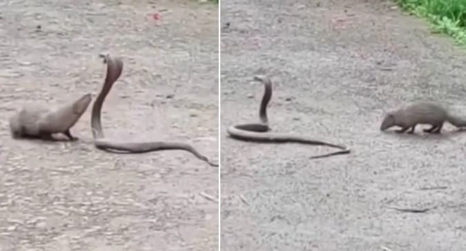 मुंगूस आणि साप हे एकमेकांचे शत्रू आहेत, हे जवळजवळ सर्वांनाच माहिती आहे. साप दिसताच मुंगूस त्याच्यावर तुटून पडते. विशेष म्हणजे सापाचा जीव जाईपर्यंत मुंगूस सापाचा पिच्छा सोडत नाही.