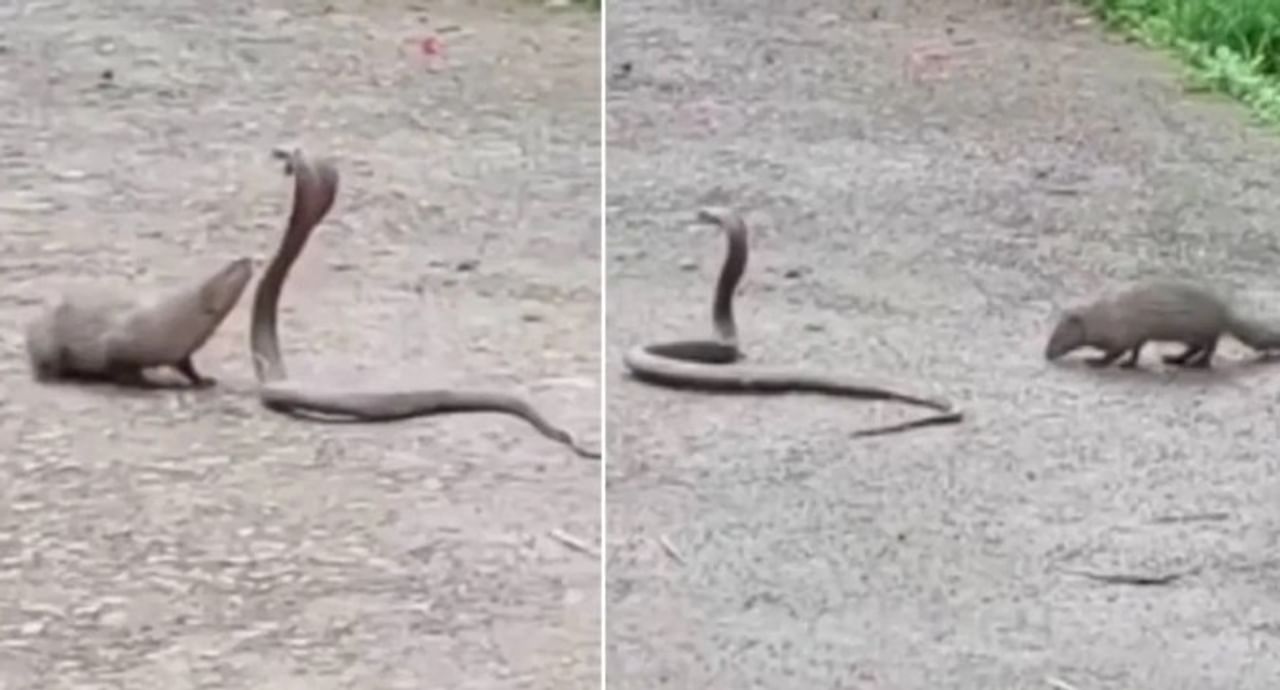 मुंगूस आणि साप हे एकमेकांचे शत्रू आहेत, हे जवळजवळ सर्वांनाच माहिती आहे. साप दिसताच मुंगूस त्याच्यावर तुटून पडते. विशेष म्हणजे सापाचा जीव जाईपर्यंत मुंगूस सापाचा पिच्छा सोडत नाही. 