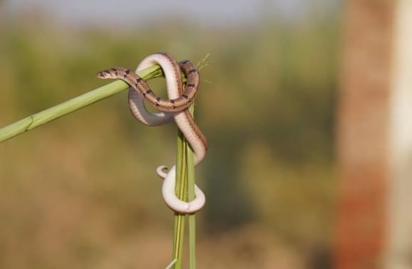 चीनमध्ये इतर देशांच्या तुलनेत साप सर्वाधिक खाल्ला जातो. सापाचे मांस खाल्ल्याने ताकद वाढते, असा तेथील लोकांचा दावा आहे. विशेष म्हणजे सापाचे मांस थंडीमध्ये तुमचे शरीर गरम राहण्यास मदत करते, असाही दावा चीनमध्ये केला जातो.
