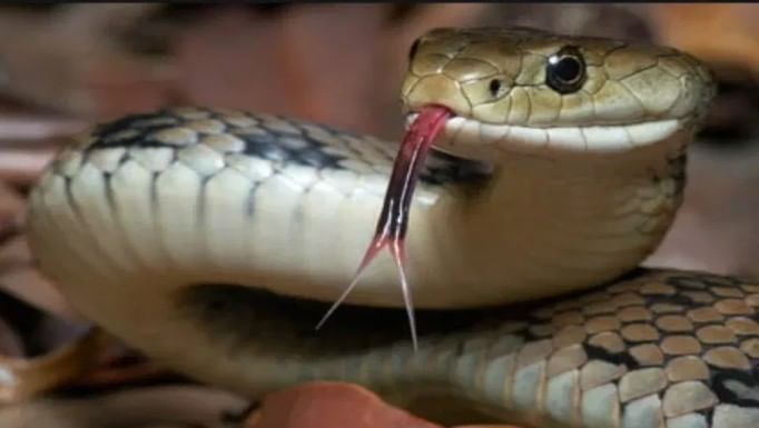 चीनमध्ये सापाचे मांस ही एक पारंपरिक डीश मानली जाते. चीनव्यतिरिक्त व्हिएतनाम, थायलँड, कंबोडिया, फिलिपिन्स या देशांतही साप खाल्ला जातो. 