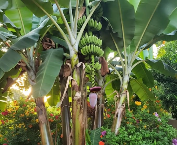 करिअरमध्ये चांगली संधी मिळत नसेल तर गुरुवारी केळीच्या झाडाची पूजा करावी, असे बोलले जाते. गुरुवारी पाण्यात हळद मिसळून केळीच्या झाडाची पूजा केली तर करिअरमध्ये प्रगती होते, असे बोलले जाते. (सांकेतिक फोटो, फोटो सौजन्य-मेटा एआय)