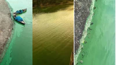 धक्कादायक! पुणे आणि नंदूरबारमध्ये धरण आणि नदीचं संपूर्ण पाणी झालं हिरवं, नागरिक हादरले; काय घडलं नेमकं?