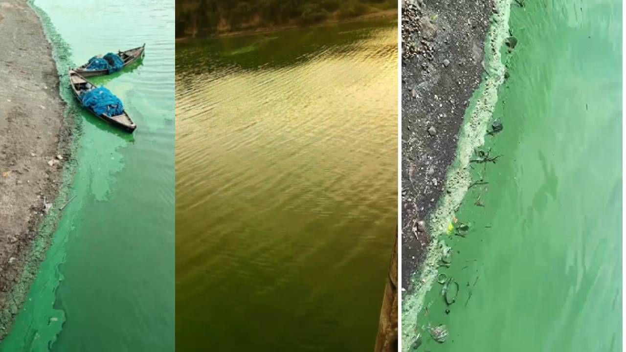 धक्कादायक! पुणे आणि नंदूरबारमध्ये धरण आणि नदीचं संपूर्ण पाणी झालं हिरवं, नागरिक हादरले; काय घडलं नेमकं?