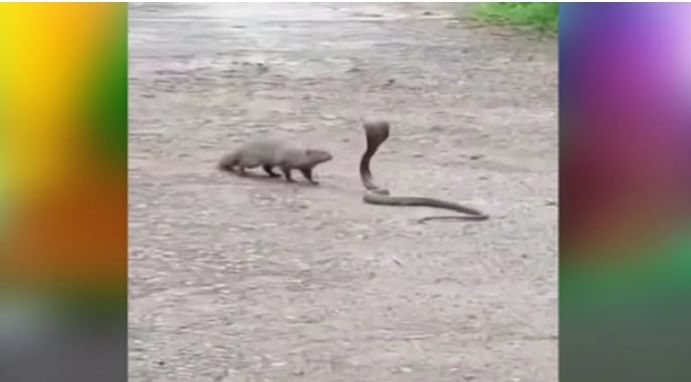 (टीप- या लेखातील सर्व माहिती ही प्राथमिक स्वरुपाची आहे. सविस्तर माहितीसाठी किंवा कोणताही प्रयोग करण्याआधी त्या-त्या क्षेत्रातील तज्ज्ञांशी संपर्क साधावा)