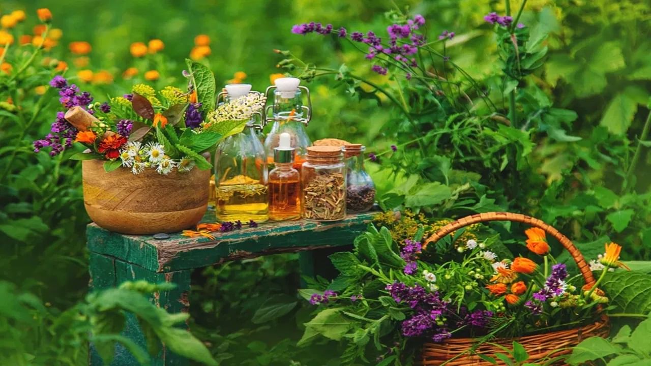 घरी लावा 'ही' 5 रोपं, त्वचेपासून आरोग्यापर्यंत मिळतील आश्चर्यकारक फायदे