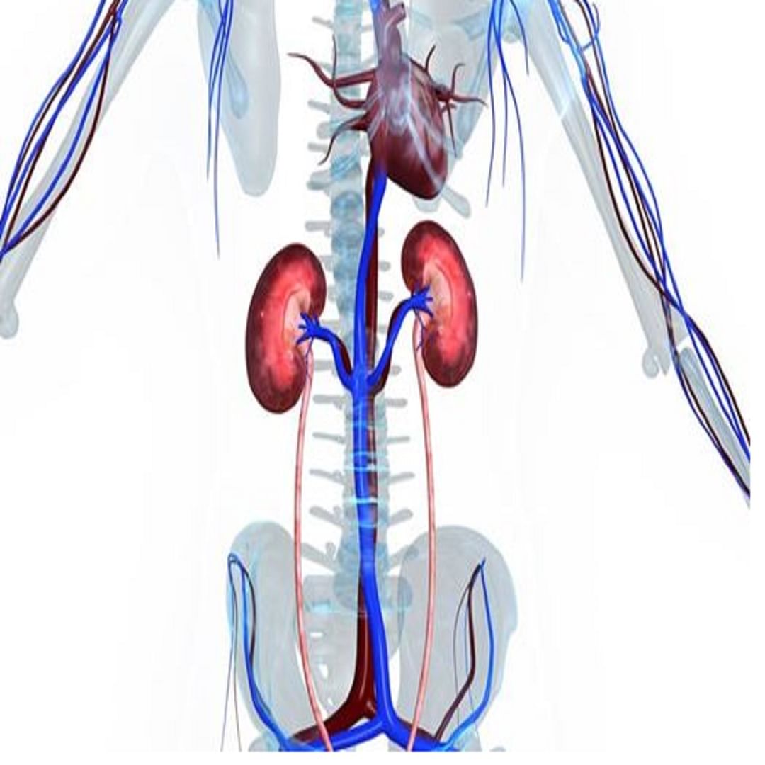 मृत्यूनंतर हृदय आणि मूत्रपिंड किती तास जिवंत असतात :  एखाद्या व्यक्तीच्या मृत्यूनंतर, त्याच्या डोळ्यांव्यतिरिक्त, त्याचे मूत्रपिंड , हृदय आणि यकृत देखील प्रत्यारोपित केले जातात . मृत्यूनंतर या अवयवांच्या पेशी कार्यरत राहतात. उदाहरणार्थ, व्यक्तीचे हृदय त्याच्या मृत्यूनंतर 4 ते 6 तासांच्या आत दुसऱ्या रुग्णात प्रत्यारोपित केले जाऊ शकते ते तेवढ्या काळ जिवंत असते.  तसेच व्यक्तीचे मूत्रपिंड 72 तास आणि यकृत 8 ते 12 तास जिवंत राहते 