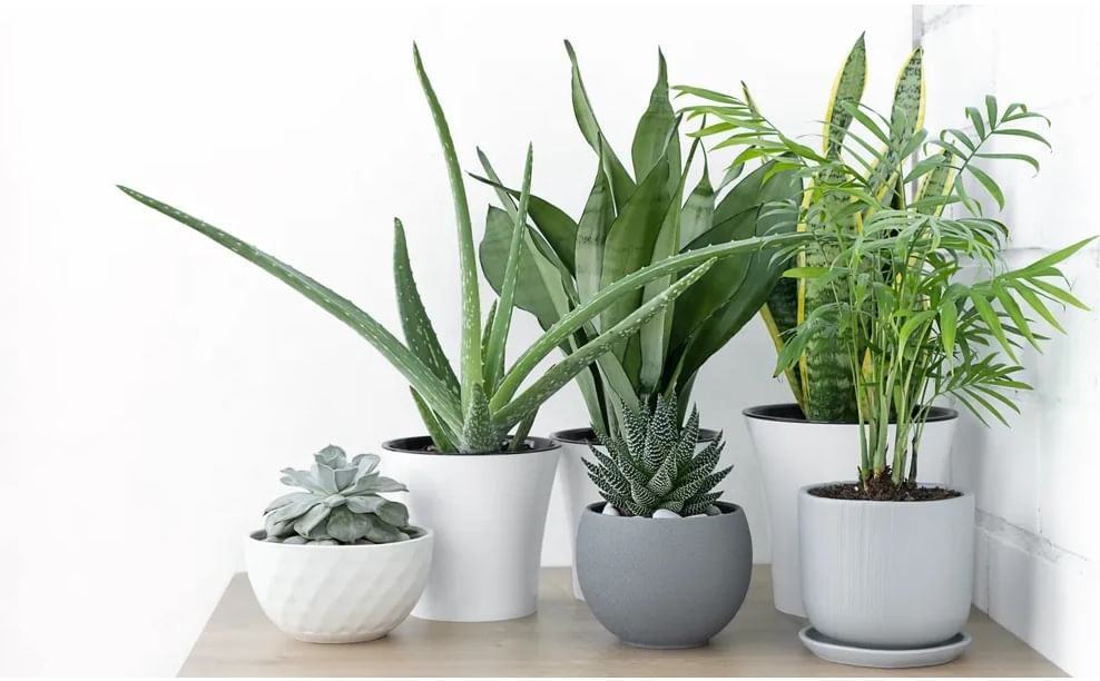 स्वच्छ हवा येईल आणि ताण होईल दूर, फक्त घराच्या बाल्कनीत  लावा 'ही' सुंदर रोपं