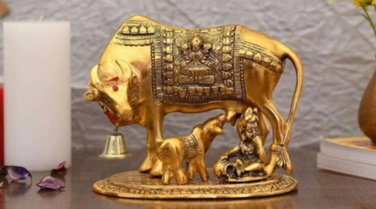 हिंदू धर्मात गायीला फार महत्त्व आहे. कामधेनू गाय तर तुमचं नशीब पालटू शकते. वास्तू शास्त्रात कामधेनू गायीच्या फोटोला फार महत्त्व आहे. वास्तूशास्त्रानुसार कामधेनू गायीचा फोटो घरात लावणे हे शुभ असते. विशेष म्हणजे कामेधून गायीचा फोटो घरात लावल्यास समृद्धी येते असे म्हटले जाते.