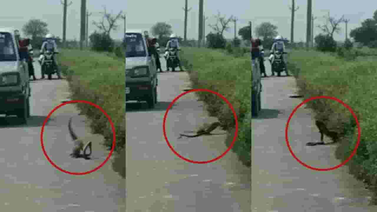 Video : किंग कोब्राशी भररस्त्यात भिडलं मुंगूस, थरारक लढाई पाहून लोकांच्या तोंडचं पळालं पाणी