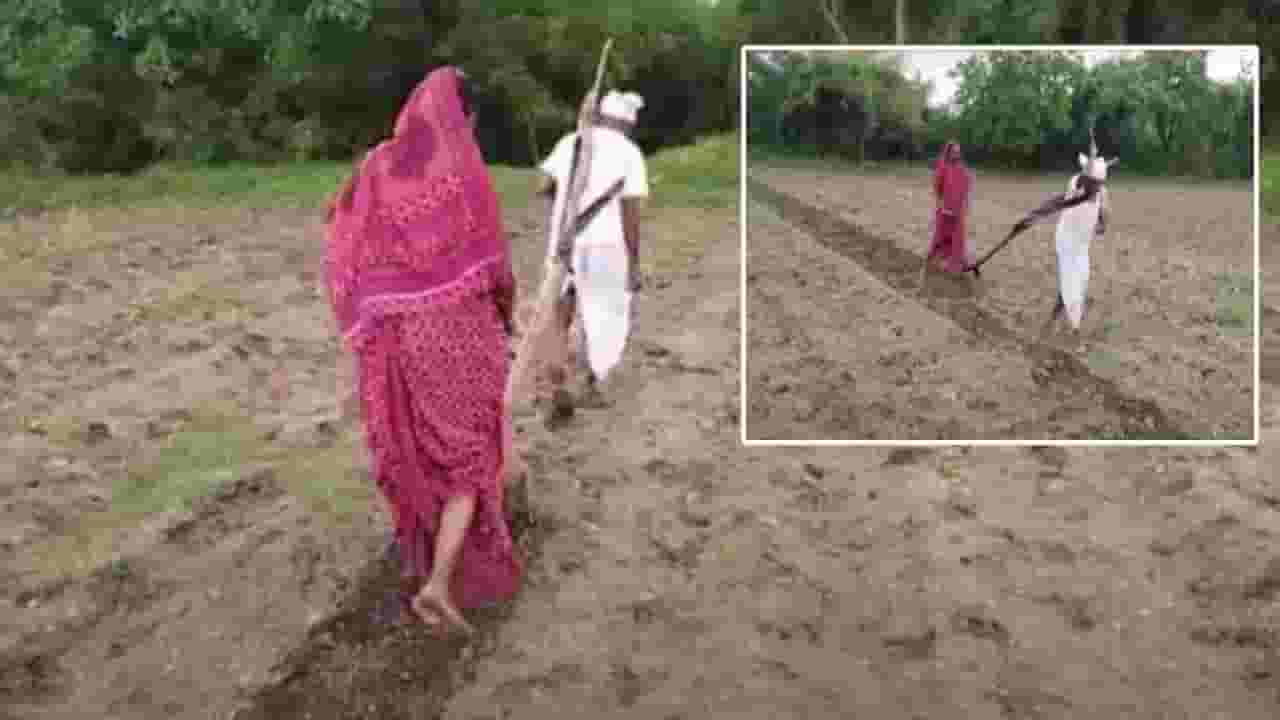 Latur : सत्तरी गाठलेल्या आजोबानं औत खांद्यावर घेऊन स्वतःच केली नांगरणी; Video पाहून काळीज पिळवटेल