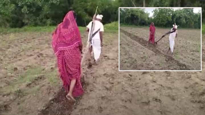 Latur : सत्तरी गाठलेल्या आजोबानं औत खांद्यावर घेऊन स्वतःच केली नांगरणी; Video पाहून काळीज पिळवटेल Latur : सत्तरी गाठलेल्या आजोबानं औत खांद्यावर घेऊन स्वतःच केली नांगरणी; Video पाहून काळीज पिळवटेल