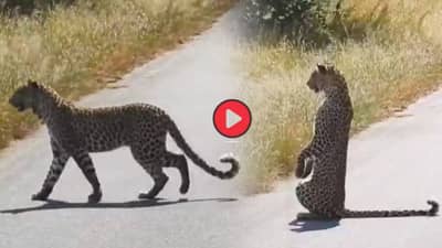 Video: चक्क दोन पायांवर माणसासारखा उभा राहिला बिबट्या! जंगलातील चमत्कार कॅमेऱ्यात कैद