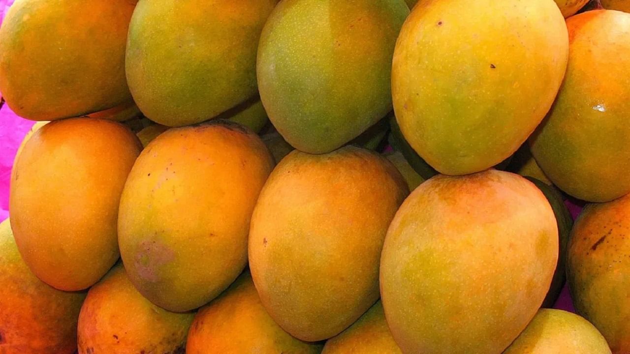 ‘नूरजहां’ आणि ‘कोहिनूर’ आंब्यांची जबरदस्त क्रेझ; जाणून घ्या का आहेत हे आंबे इतके महाग?