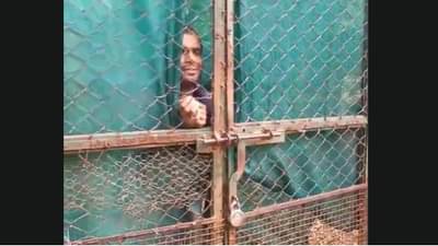 पिंजऱ्यात माणूस आणि दोन वाघ... नागपूरच्या प्राणीसंग्रहालयात सर्वांचाच उडाला थरकाप? त्या व्यक्तीचं काय झालं?