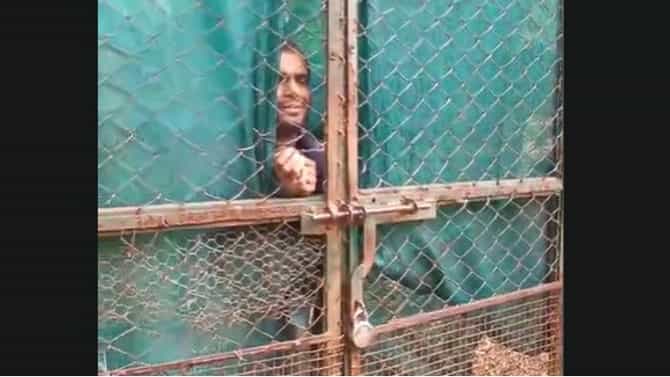 पिंजऱ्यात माणूस आणि दोन वाघ... नागपूरच्या प्राणीसंग्रहालयात सर्वांचाच उडाला थरकाप? त्या व्यक्तीचं काय झालं?