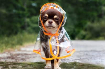 पावसाळ्यात पाळीव प्राण्यांची अशी घ्या काळजी, या टिप्स करा फॉलो