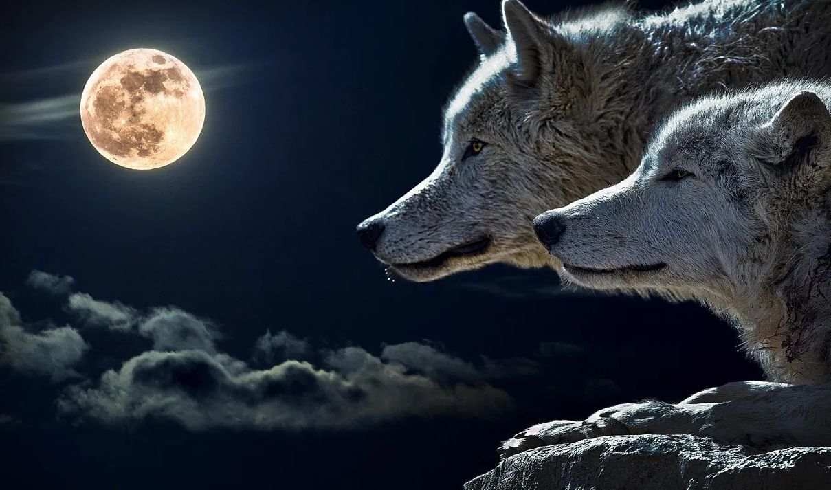 चंद्रावरील भूकंपाने भविष्यात अंतराळ स्थानकांना धोका पोहचू शकतो. जर चंद्रावर मनुष्यवस्ती झाली तर भूंकपाने या इमारतींना आणि मनुष्यांनाही धोका पाहोचू शकतो.एक गोष्ट तर स्पष्ट आहे की चंद्रावर असताना आपण भूकंपाच्या धोक्यापासून स्वत:ला वाचवू शकत नाही.(फोटो:Pixabay)