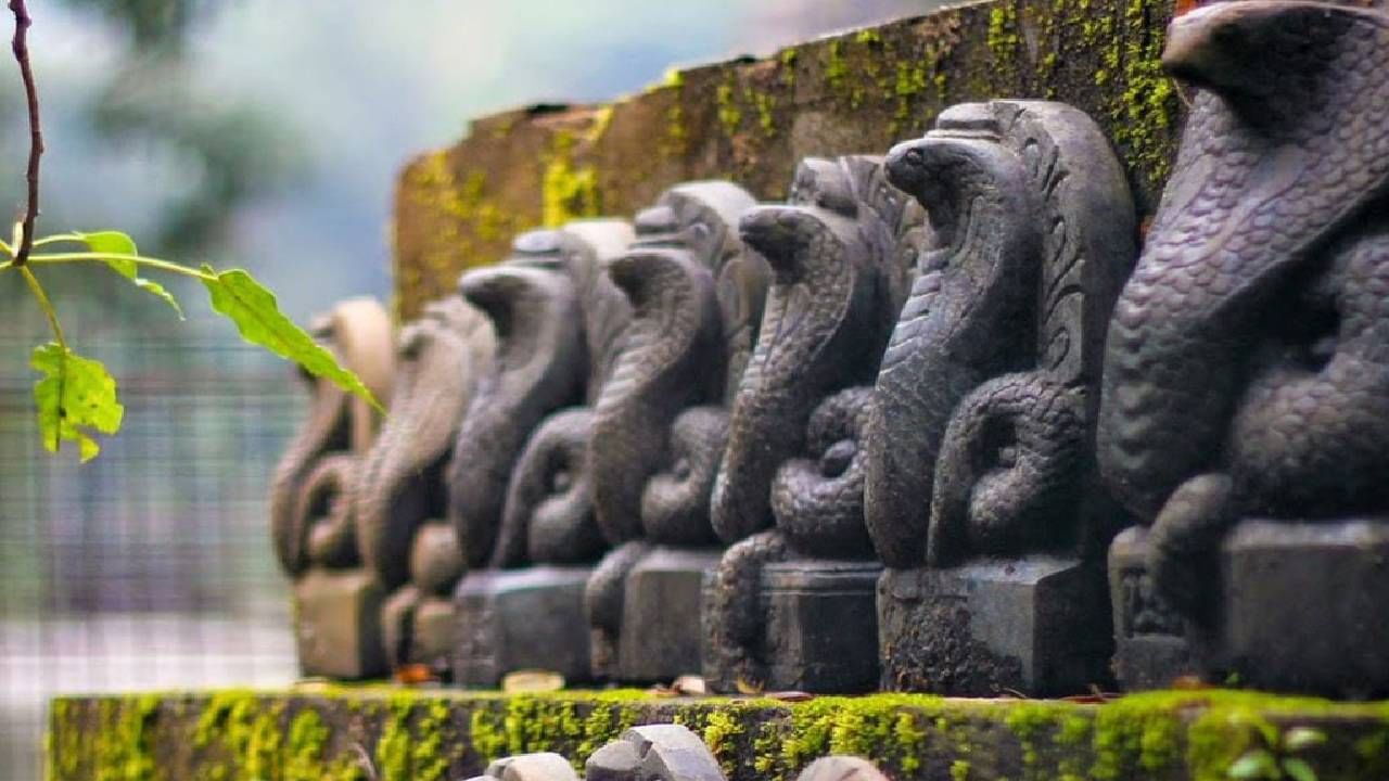 सनातन धर्मात नागपंचमीला खूप महत्त्व दिले जाते. या दिवशी लोक नाग देवतेची पूजा करतात आणि आनंदी जीवनासाठी नागदेवतेकडे मनोभावे प्रार्थना करतात. वेद आणि पुराणांमध्ये नाग आणि सापांचा उल्लेख आहे. आपण भगवान शिवाच्या गळ्यात, हातांमध्ये आणि कमरेभोवती नाग, साप गुंडाळलेले पाहतो.