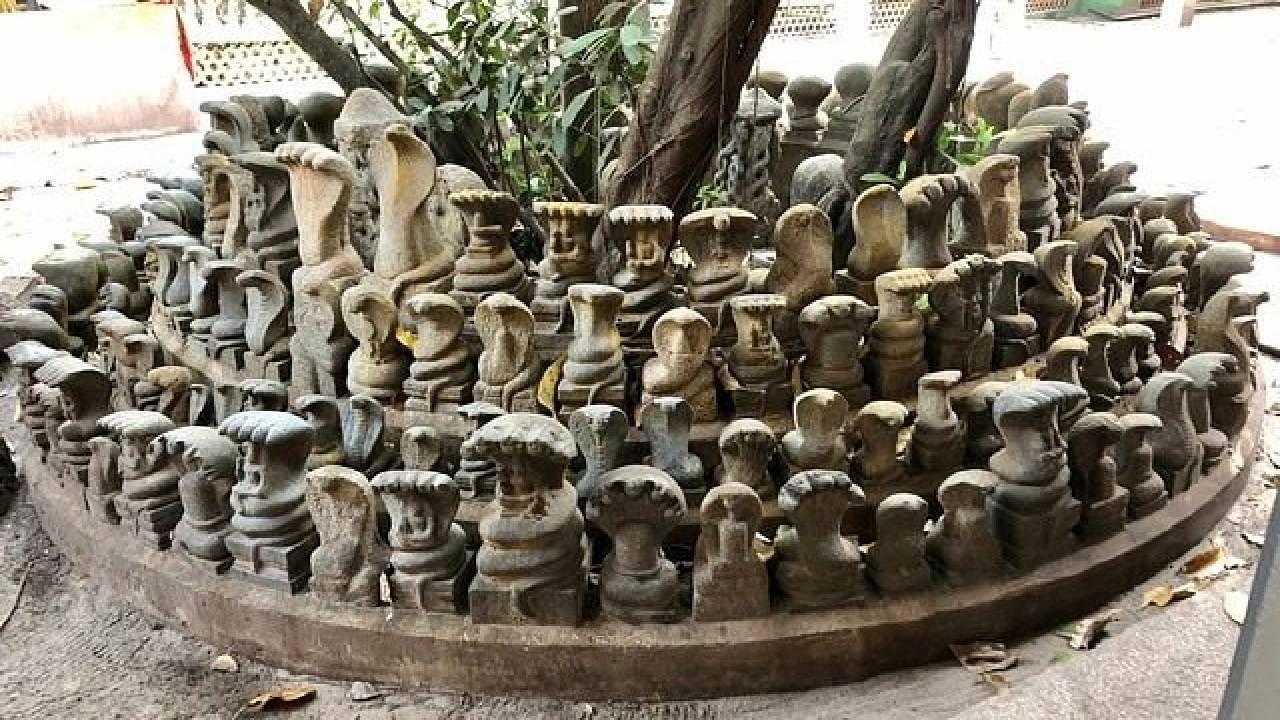 भारतीय संस्कृतीत नागदेवतेला आणि सापांना पूज्य मानले जाते. देशात नाग देवतेला समर्पित अनेक मंदिरे आहेत जिथे त्यांची पूजा केली जाते. भारतातही असं नाग देवतेच्या सर्वात मोठं मंदिर आहे. जिथं एक लाखाहून अधिक नाग अन् सापांच्या मूर्त्या आहेत.