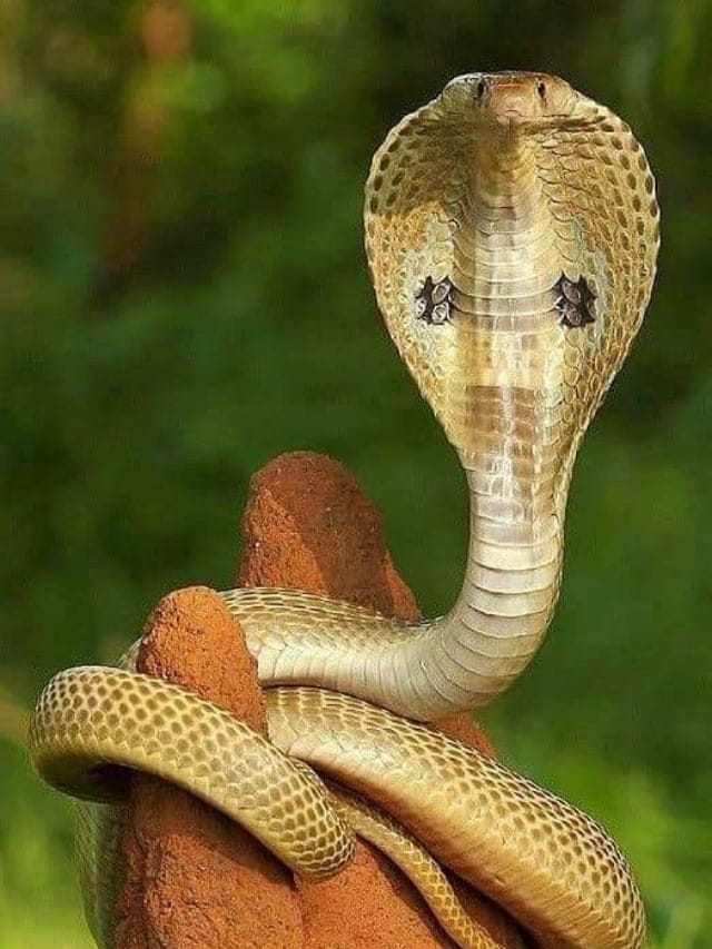 हा साप जगतो सर्वाधिक दिवस, चावला तर जागीच होतो मृत्यू, काय त्याचे नाव