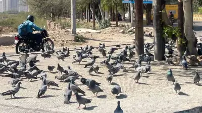 कबुतरांना दाणे टाकत असाल तर सावधान, आता थेट गुन्हा दाखल होणार