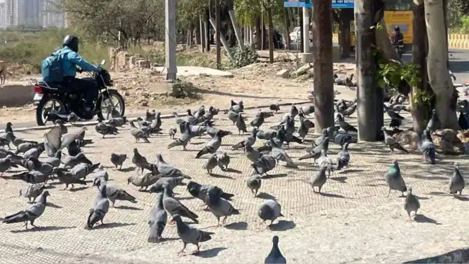 कबुतरांना दाणे टाकत असाल तर सावधान, आता थेट गुन्हा दाखल होणार