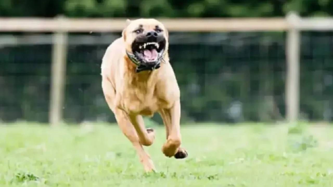 Video : 11 वर्षांच्या मुलावर पिटबुलचा जीवघेणा हल्ला , निर्लज्जपणे हसत राहिला मालक