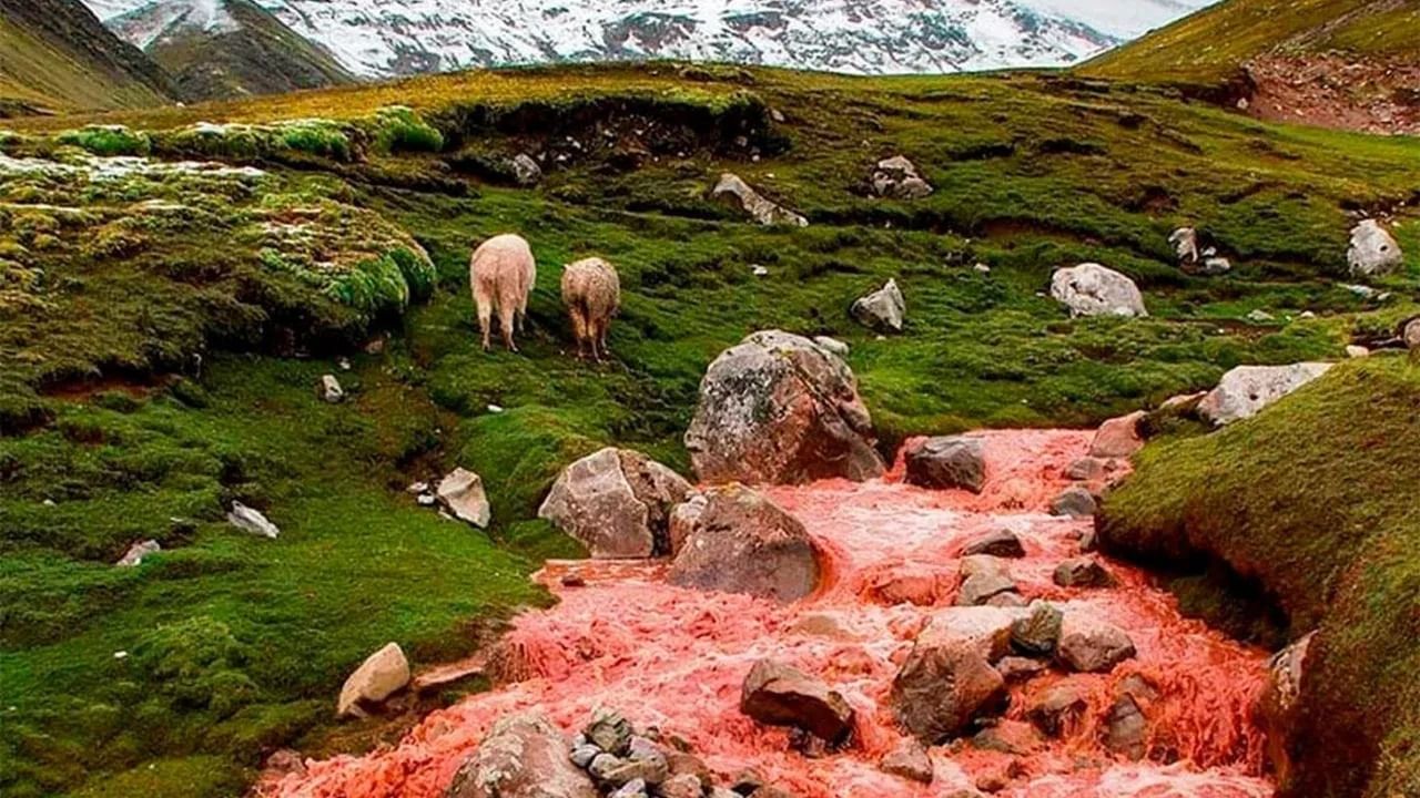  नदी पाहण्यासाठी पर्यटक पावसाळ्यात येतात. पेरूमध्ये रेनबो माउंटन विनिकुंका नावाचं एक ठिकाण आहे. दरवर्षी हजारो पर्यटक लाल नदी पाहण्यासाठी या ठिकाणी येतात.