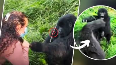 आशिक गोरिला! महिलेशी करत होता फ्लर्ट, पाठून मादी आली अन्... खळखळून हसायला भाग पाडणारा व्हिडीओ नक्की पाहा