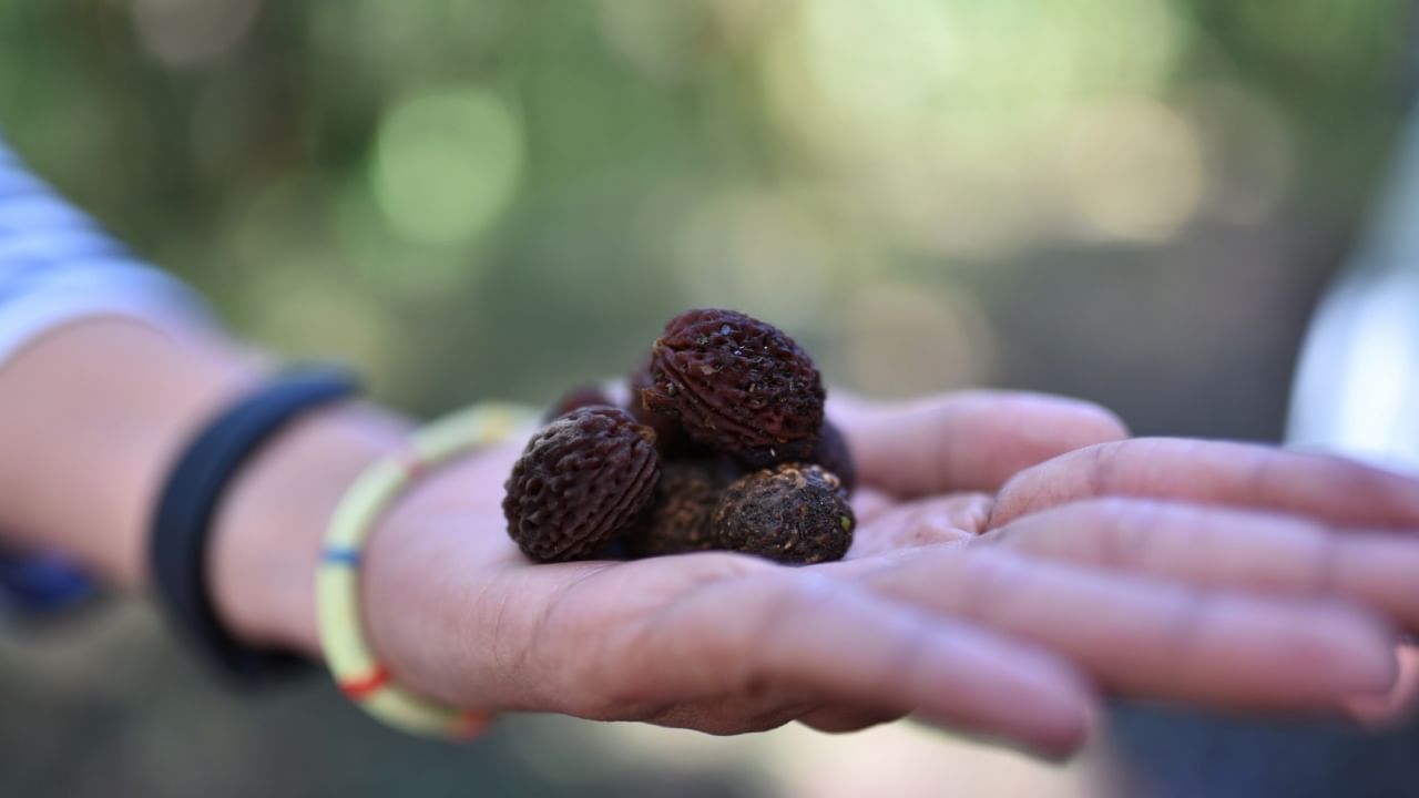 रुद्राक्ष केवळ एक मणी नाही, तर ते एक पवित्र प्रतीक आहे. त्यामुळे त्याचे पावित्र्य जपणे महत्त्वाचे आहे. रुद्राक्षाचा नेहमी आदर करा. शौचालयात जाण्यापूर्वी ते नक्की काढून ठेवा. तसेच झोपण्यापूर्वी तुम्ही ते काढू शकता. काही जण घालून झोपतात. पण ते काढणे अधिक सुरक्षित मानले जाते.