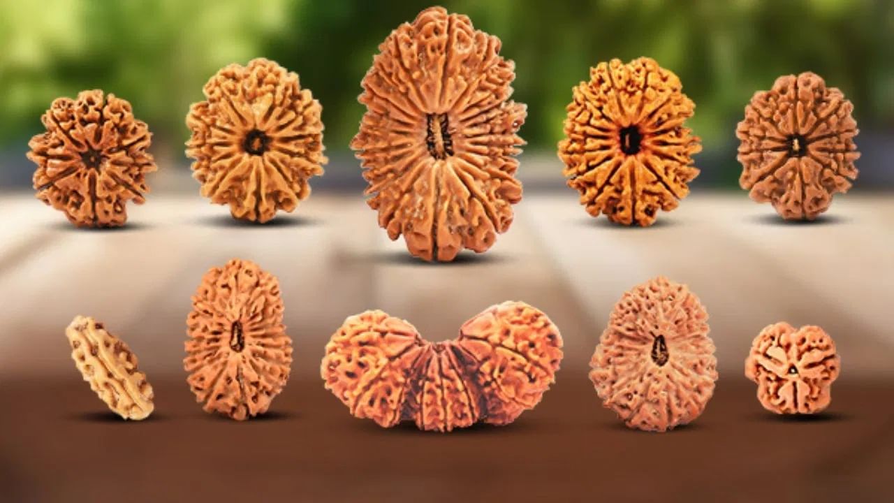 पाण्यात टाकल्यावर खरा रुद्राक्ष बुडतो. तर नकली रुद्राक्ष पाण्यावर तरंगतो. खरा रुद्राक्ष ओळखण्यासाठी, जर तो एखाद्या धारदार वस्तूने घासला आणि त्यातून कोणतेही तंतू बाहेर पडले तर तो खरा रुद्राक्ष आहे. नकली रुद्राक्ष पाण्यात तरंगतो आणि खरा रुद्राक्ष पाण्याच्या तळाशी बुडतो.