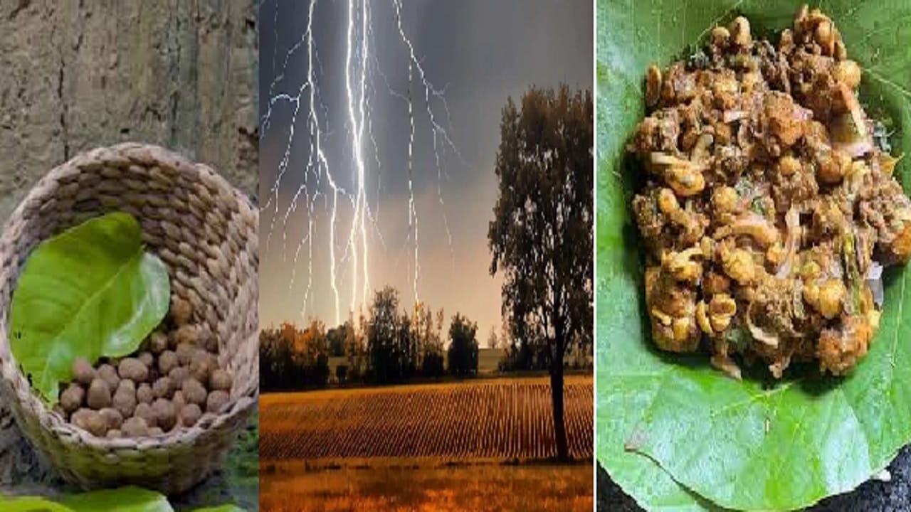 Maguda Rugda आकाशातून वीज पडल्यानंतरच जमिनीच्या आत उगवते ही भाजी; किंमत आणि फायदे ...