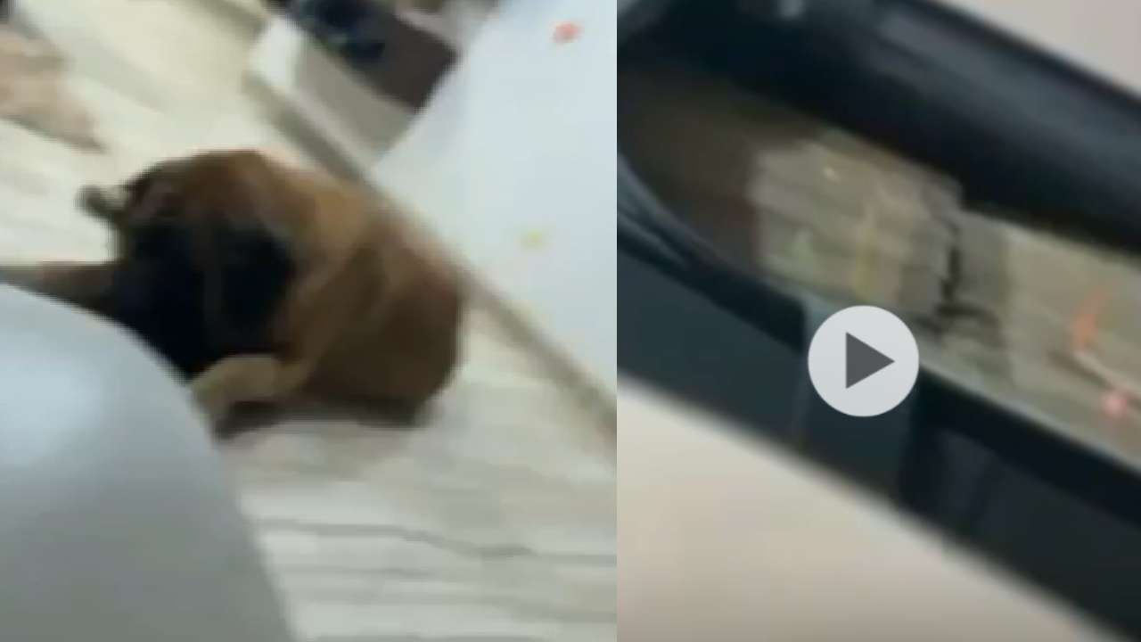 एक गोष्ट चुकीची घरात CCTV, शिसराटांचा व्हिडीओ व्हायरल होताच अंजली दमानियांचं खुलं आव्हान; काय म्हणाल्या?