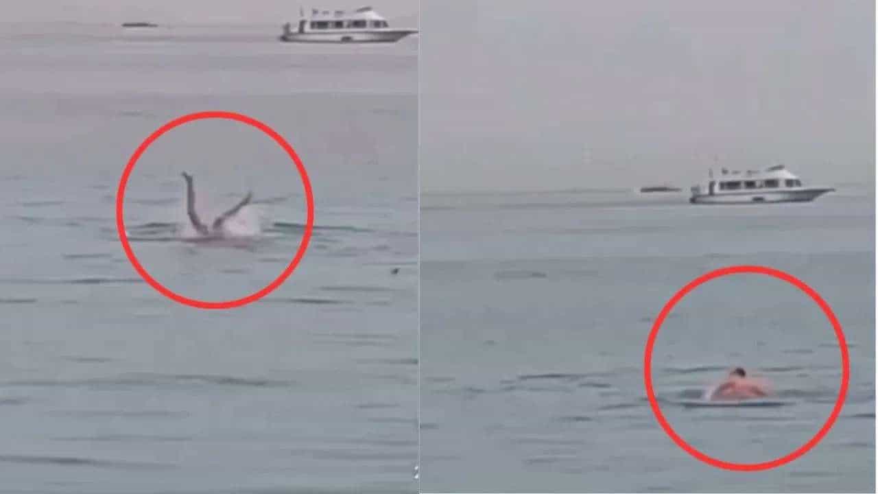 महाकाय शार्कने केली माणसाची शिकार, भर समुद्रात थरार, व्हिडीओ व्हायरल!