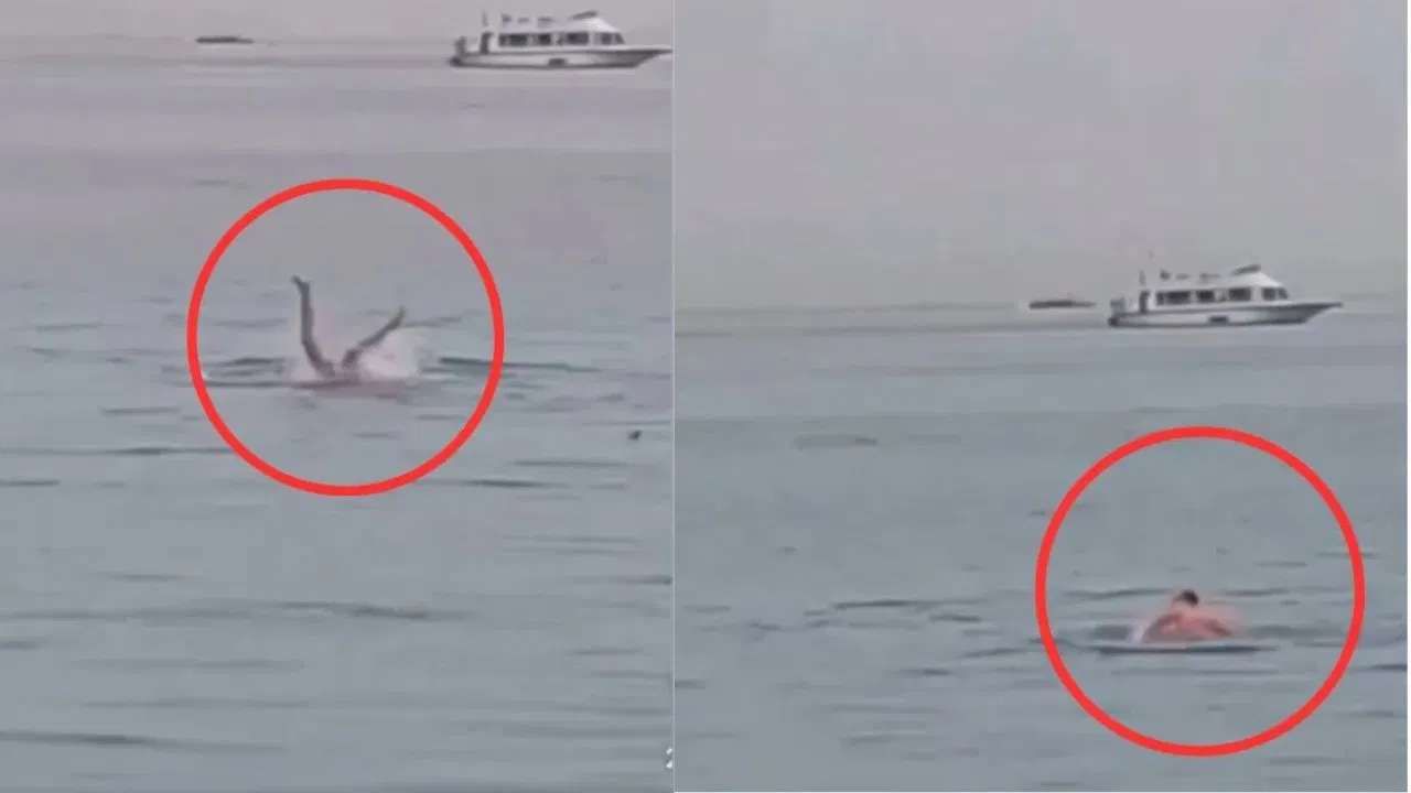 महाकाय शार्कने केली माणसाची शिकार, भर समुद्रात थरार, व्हिडीओ व्हायरल! महाकाय शार्कने केली माणसाची शिकार, भर समुद्रात थरार, व्हिडीओ व्हायरल!