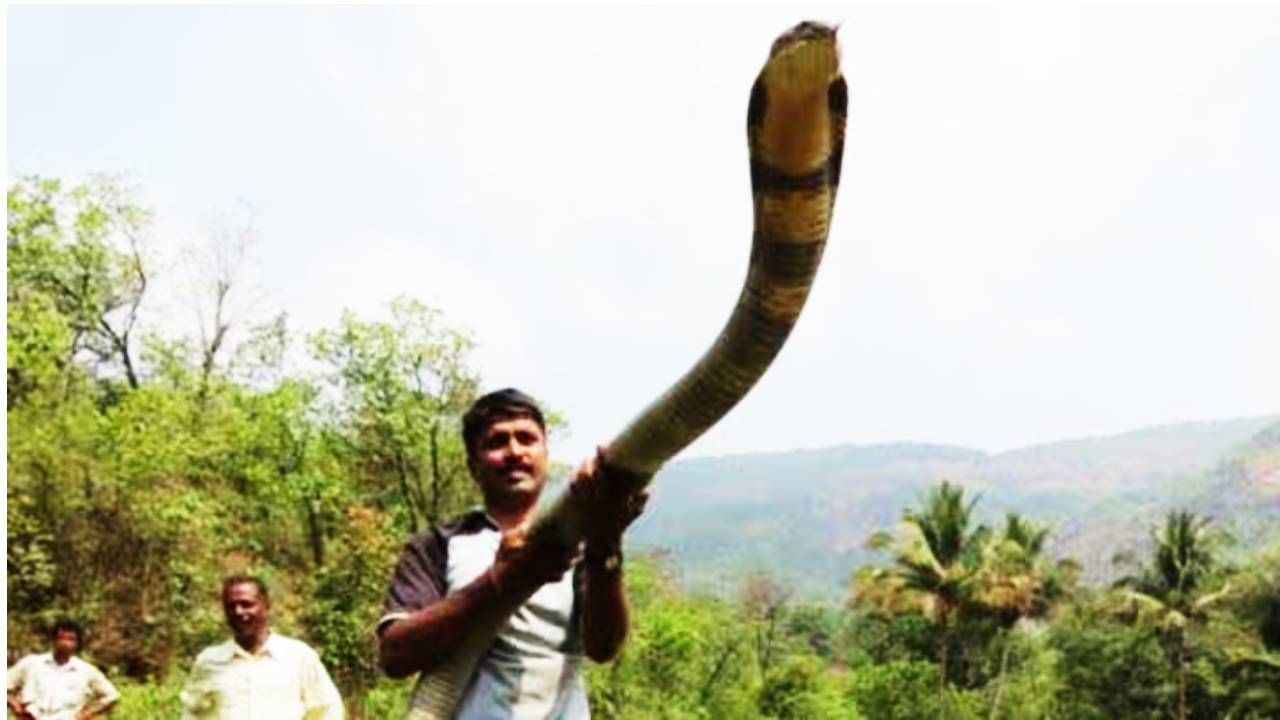 साप म्हटलं की अगोदर पळापळ सुरू होते. जो तो सुरक्षित ठिकाणी धाव घेतो. विषारी सापाने दंश केला तर काही मिनिटात त्या मनुष्याचा, प्राण्याचा मृत्यू अटळ असतो. पण महाराष्ट्रात असे एक गाव आहे जिथे पाळीव प्राण्यांप्रमाणे सापांना वागवले जाते. 