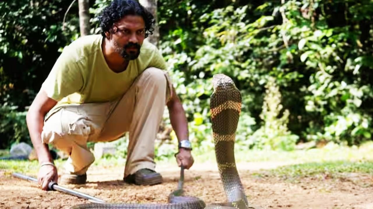 या गावात साप लोकांच्या अंगाखांद्यावर असतात. ते घरात दिसतात. अंगणात असतात. जणू माणूसच सापाच्या वस्तीत राहायला आलाय असे वाटते. विषारी कोब्रापासून ते अनेक जातीचे साप या गावात आहेत. 