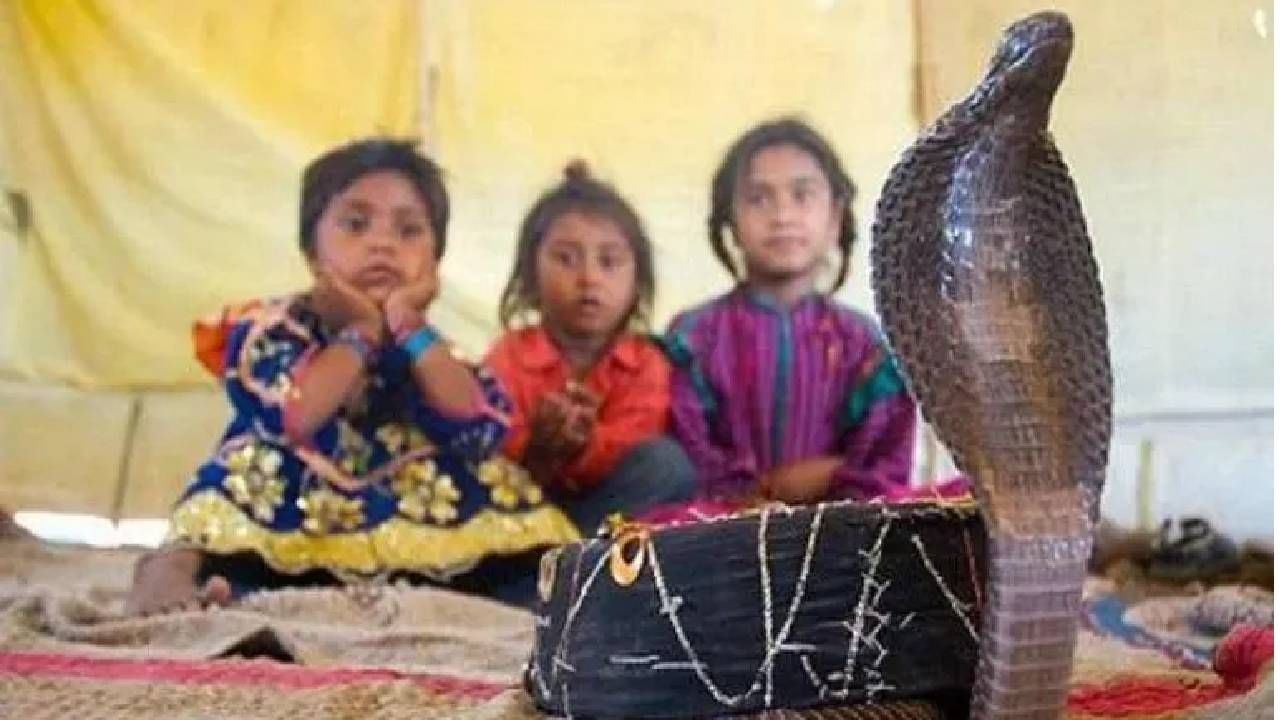 महाराष्ट्रातील शेतफळ नावाचे गावा आहे. येथील लोक सापांना घरातील, कुटुंबातील सदस्य समजतात. तो त्यांचा खास मित्र असतो. ते सापांना मुळीच घाबरत नाहीत. विषारी कोब्रा सुद्धा प्रत्येक घरात दिसतो. 